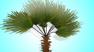 How to grow Trachycarpus Fortunei Chinese Windmill Palm [upl. by Ecirted]