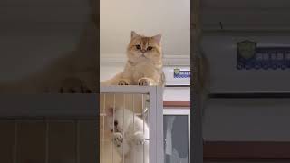 Jealous Cat’s Hilarious Plea for Attention 😂😸 shorts mustwatch cat adorablepets [upl. by Eiddam710]