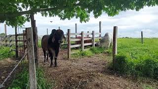 rapida recuperacion y alta tolerancia a las plagas del hibrido Mulato II en quintana roo mexico [upl. by Rosalba654]