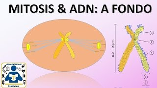 Division celular Mitosis Nucleo y ADN [upl. by Ahsropal]