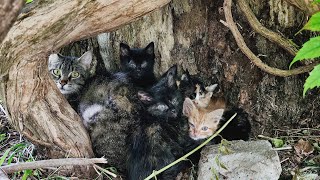 The mother cat who asks for help so that her kittens do not go blind [upl. by Lisandra]