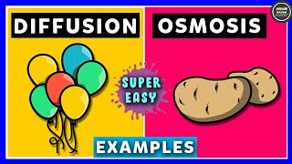 Diffusion and Osmosis [upl. by Nikolia]