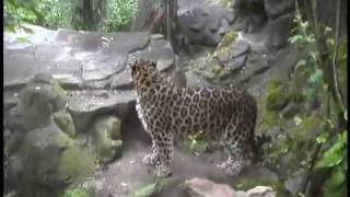 Amur Leopard Introduction [upl. by Anairotciv823]