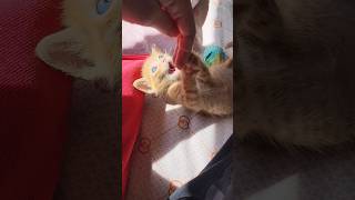 Tiny Ginger Kitten With The Zoomies😍 Ginger Kitten Playing😅 Cutest Kitten Shorts🥰 10 Second Video [upl. by Stubbs]