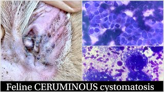 Feline CERUMINOUS cystomatosis cytology [upl. by Ravens991]