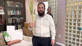 Lulav and Etrog  How to shake a Lulav with a Brocha [upl. by Ahsino]