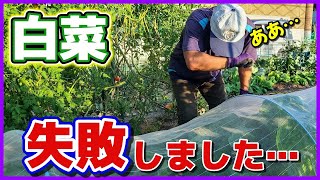 【悲報】白菜失敗しました…涙 白菜の無農薬栽培／家庭菜園 [upl. by Jocelyn]