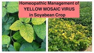 Homeopathic Management of MOSAIC VIRUS in SOYABEAN PLANTS [upl. by Cyprian372]