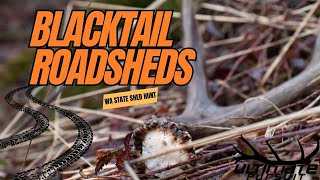 Shed hunting Washington state for blacktail deer sheds [upl. by Hintze]