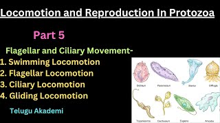 Locomotion and Reproduction Part 5 Flagellary and Ciliary Movement biology neet zoology [upl. by Neryt]