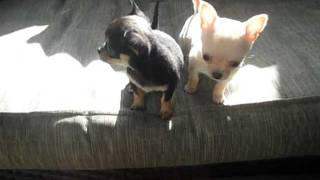 Teacup chihuahua Puppies for sale [upl. by Ninos]