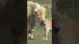 Rare White Bison Calf Born at Wyoming State Park [upl. by Cath]