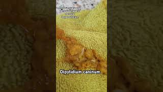 Dipylidium caninum o Tenia de perro 🐕 Parasitos Parasitologia microbiología [upl. by Sorilda]