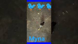 Ashvi life vlogs  MYNA BIRD TALKING  myna bird shorts [upl. by Candi]