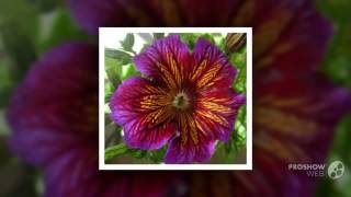 Salpiglossis  garden plants [upl. by Husein813]