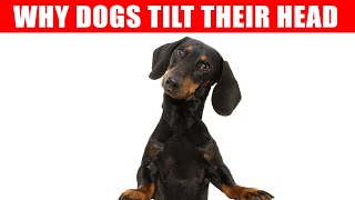 Why Dogs Tilt Their Heads When You Talk to Them and 6 Other Dog Behaviors Explained [upl. by Cayla]