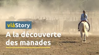 En Camargue à la découverte de lunivers des manades [upl. by Althee]