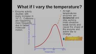 Factors that affect Enzyme Activity IB Biology [upl. by Iviv741]