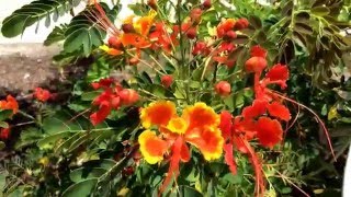 Caesalpinia pulcherrima Pride of Barbados Dwarf Poinciana Peacock Flower [upl. by Eico32]