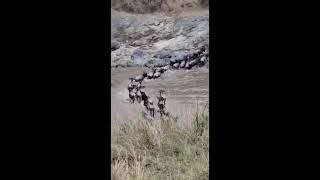 The Amazing Wildebeest Migration crosses the Masaai Mara River in Africa 🇰🇪 kenya [upl. by Acnayb]