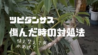 冬・ツピダンサスが傷んだ時の対処法 [upl. by Gitt]