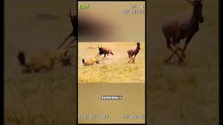 The hyena is gifted wheelchair by the antelope wildanimal animal youtubeshorts foryou [upl. by Osicran332]