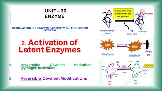 Activation of Latent Enzymes  Zymogen Activation  Regulation of Enzyme  Enzyme 30 [upl. by Anaihsat217]