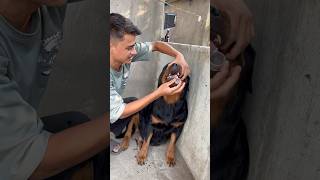 Rottweiler Daisy ne Liver tonic vomiting kr de 😰❌rottweiler shorts dog viral [upl. by Millan]