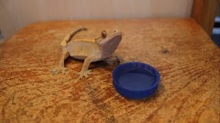 Do Crested Geckos Drink From Water Bowls [upl. by Prady]