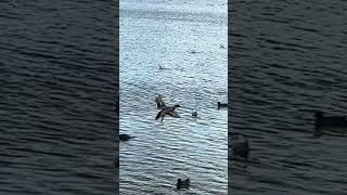 Mallard Duck Drake Takeoff In Slow Mo  Pugneys Country Park birds avian nature [upl. by Bosson405]