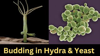 Budding  Budding in Hydra  Budding in Yeast [upl. by Ynohtnacram482]