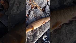 Crazy creek fishing Ft NS Outdoors fishing viralvideo subscribe jesus outdoors [upl. by Akienaj449]