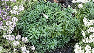 Candytuft Iberis Sempervirens  Did Not Rebloom  October 7 [upl. by Carisa]