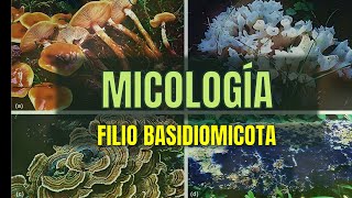 Filio BASIDIOMYCOTA  Tema 15  Micología  Microbacter [upl. by Oibaf]