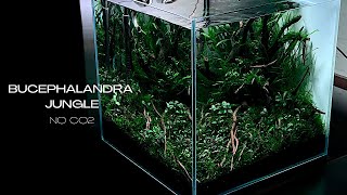 NON CO2 BUCEPHALANDRA AQUASCAPE  STEP BY STEP AQUASCAPING TUTORIAL [upl. by Marje14]