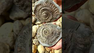 Here is an ammonite rock that we found in a fresh shale slab amongst the boulders and opened up [upl. by Efioa]