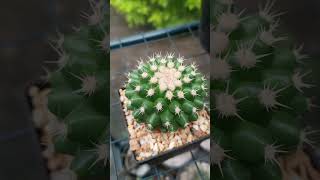 Cactander  Tipos Echinocactus grusonii [upl. by Tilly]