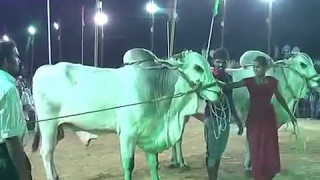 Women vs Ongole githa bullraceబరి లో గిత్తల ను పరుగులెత్తించిన మహిళఒంగోలు జాతి గిత్తల పోటీలు [upl. by Otilesoj]