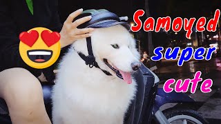 How Samoyed Dog Reacts When Seeing Stranger  Running Barking  Viral Dog [upl. by Kylynn]