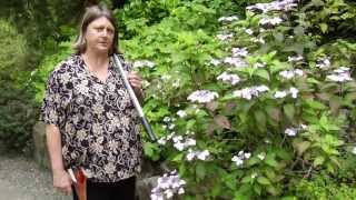 How to Prune Hydrangea  Instructional Video w Plant Amnesty [upl. by Cerelly856]