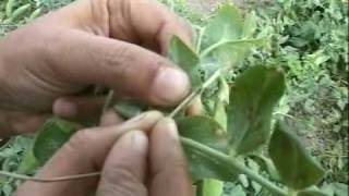 Leaf Miner in Vegetable Pea  Symptoms and Management [upl. by Otrepur]