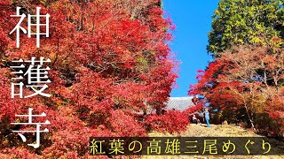 🍁京都紅葉2024🍁神護寺高尾三尾の紅葉ってどんな感じ？ [upl. by Aihsined]