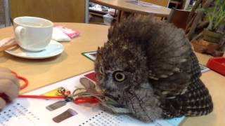 フクロウのクウちゃん、威嚇？  A Screech Owl being scared of an owl puppet [upl. by Lontson541]