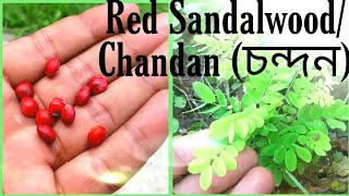 Gemination of Red Sandalwood chandan [upl. by Einhorn816]