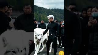 Ive trained my Direwolf well 🐺☺️❤️ direwolves wolf wolves pets pet dogs dog fyp foryou [upl. by Assek]