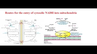 MalateAspartate Shuttle and Glycerol 3 Phosphate Shuttle [upl. by Llebiram]