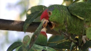 Redcrowned Parrot [upl. by Sholes]