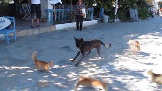 Dog Vs Cat Fight [upl. by Anirpas]