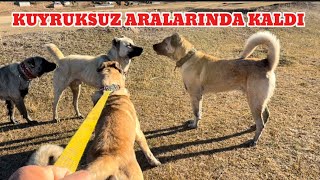 KUYRUKSUZ KÖPEK DUMAN VE ZALIMA KARŞI DUMAN VE PANTERİ ALIP DEREDEKİ KÖPEKLERİN YANINA GİTTİM [upl. by Elirpa]