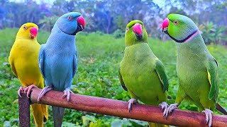 Parrot Talking Natural Sounds [upl. by Ovid216]